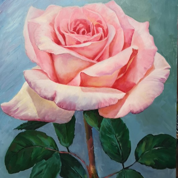 Rozā roze