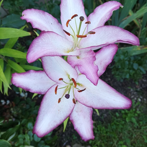 FlēraTi