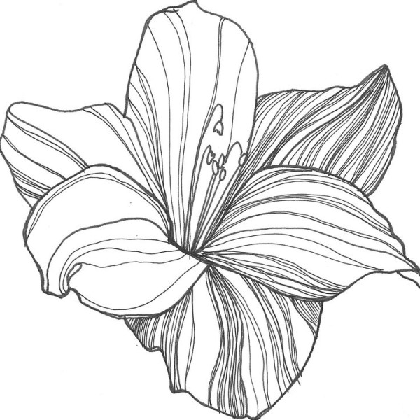 Lily-shop