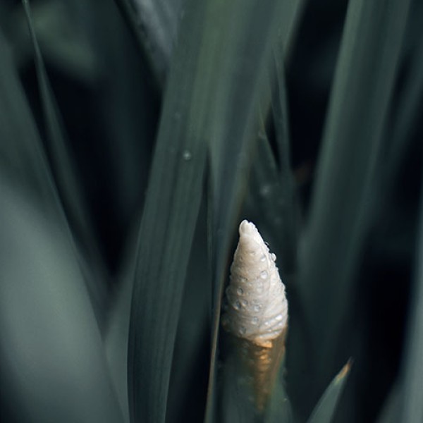 Foto kanva 80x50cm